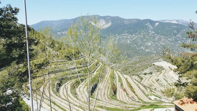 Tsiakkas Winery