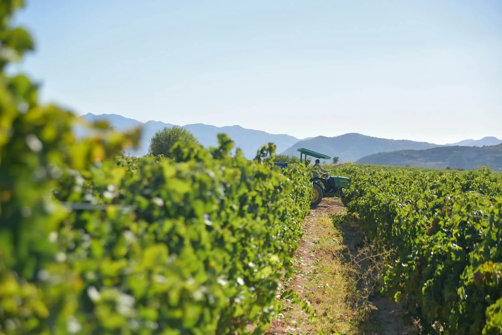 Vlassides Winery