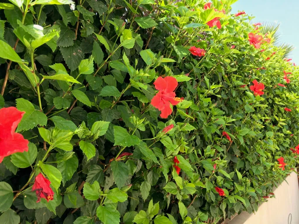 Hibiscus