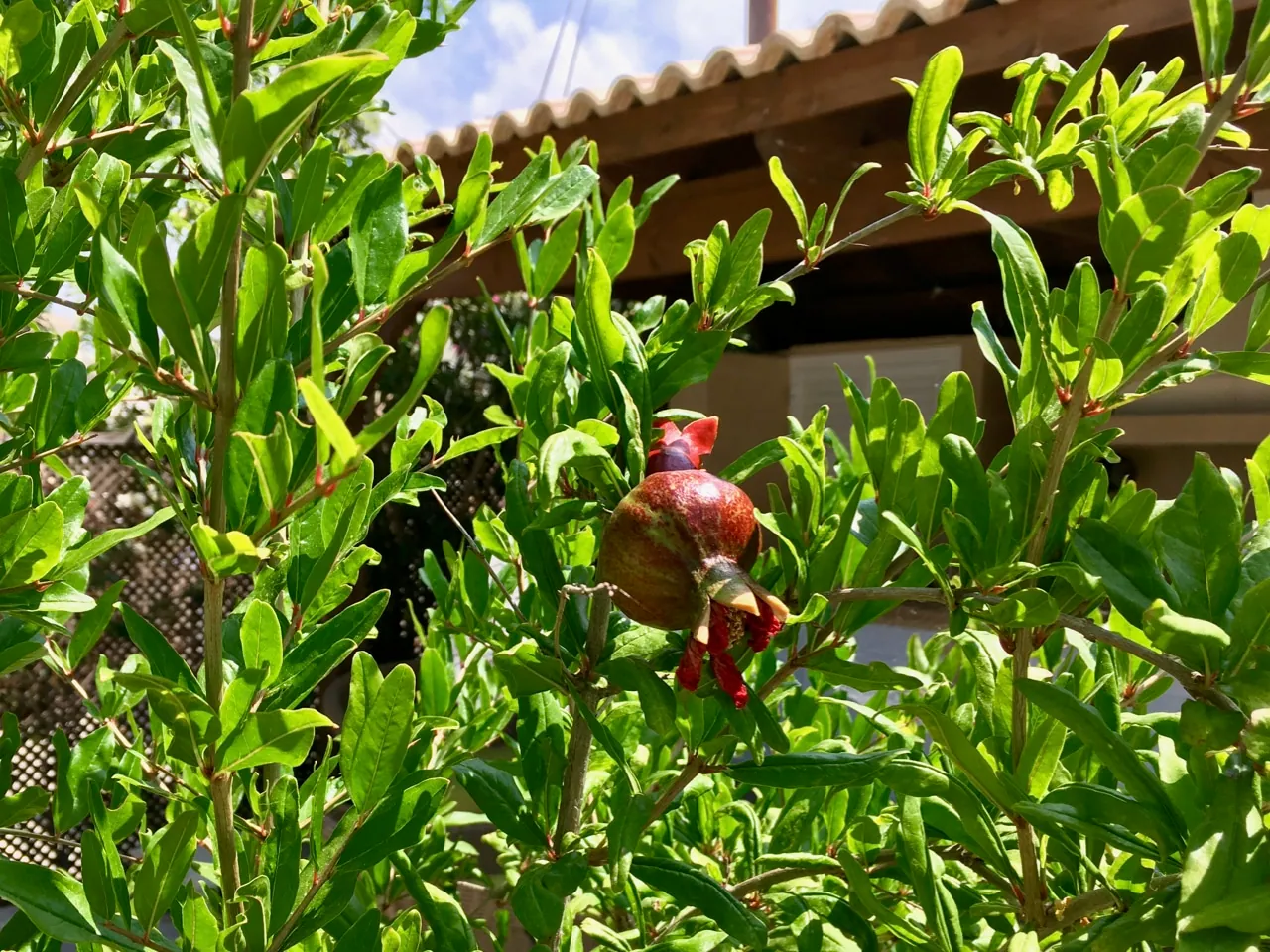 Pomegranate tree